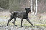 CANE CORSO 779